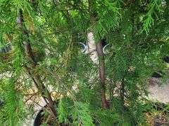 3) Arborvitae