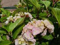 2) Hydrangea