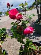 2) Rose Bushes
