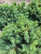 4) Blue Star Juniper