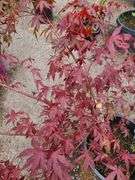 Japanese Maple