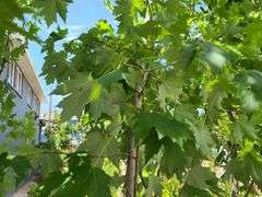 Red Maple Tree