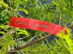 Bald Cypress