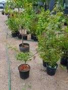 Patsy Japanese Maple