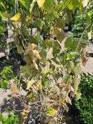 Dogwood Tree