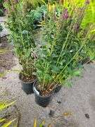 3) Purplegum Candles Veronica