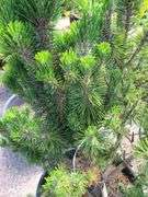Pine