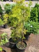 2) Cypress