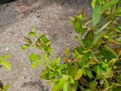 3) Highbush Blueberry
