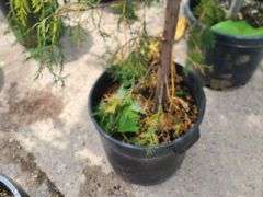 Leyland Cypress