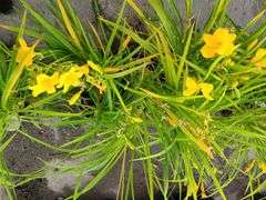 6) Daylily