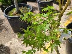 Radiant Japanese Maple