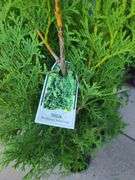 6) Thuja Skybound Arborvitaes