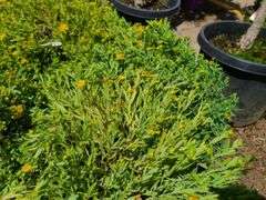 4) Cobalt-N-Gold Hypericum