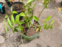 Bob Gordon Elderberry