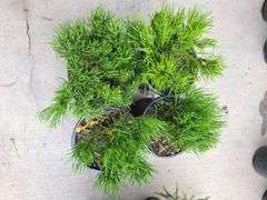 4) Dwarf Mugo Pine