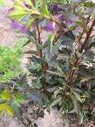 3) Ninebark Plants