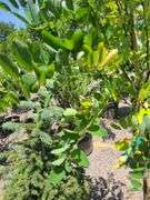 Black Locust
