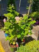 2) Latham Raspberry