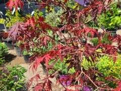 Japanese Maple