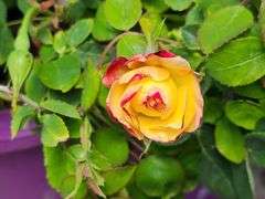 2) Rose Bushes