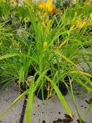 6) Daylily