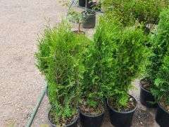 6) Emerald Green Arborvitae