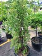 Cedar Tree