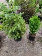 Picea Evergreen, Little Giant Arborvitae