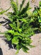 3) Western Sword Fern