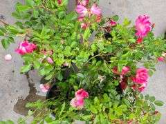 4) Rose Bush