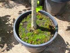 Oak Tree