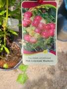 2) Pink Lemonade Blueberry