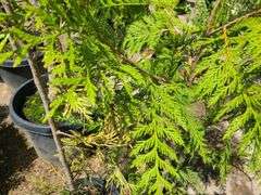 Varigated Western Red Cedar
