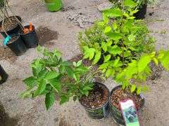2) Apache Thornless Blackberry