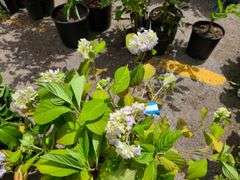 Hydrangea