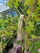 Green Upright Japanese Maple