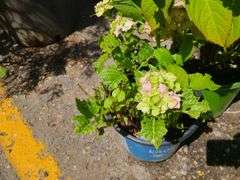 2) Hydrangea
