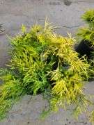 4) False Cypress