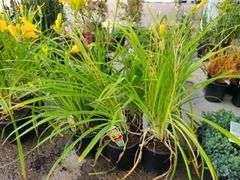 6) Daylily