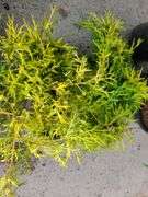 4) False Cypress
