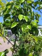 Cleveland Select Flowering Pear Tree, Apple Tree