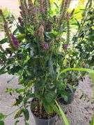 3) Purplegum Candles Veronica