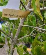 Chinese Dogwood