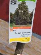 London Plane Tree