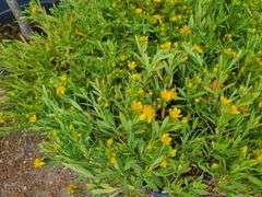 4) Cobalt-N-Gold Hypericum