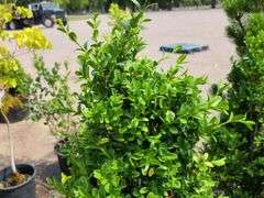 2) Bushes