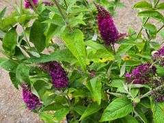 3) Miss Molly Butterfly Bush