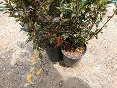 2) Little Devil Ninebark