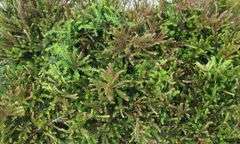 6) Heather Bushes
